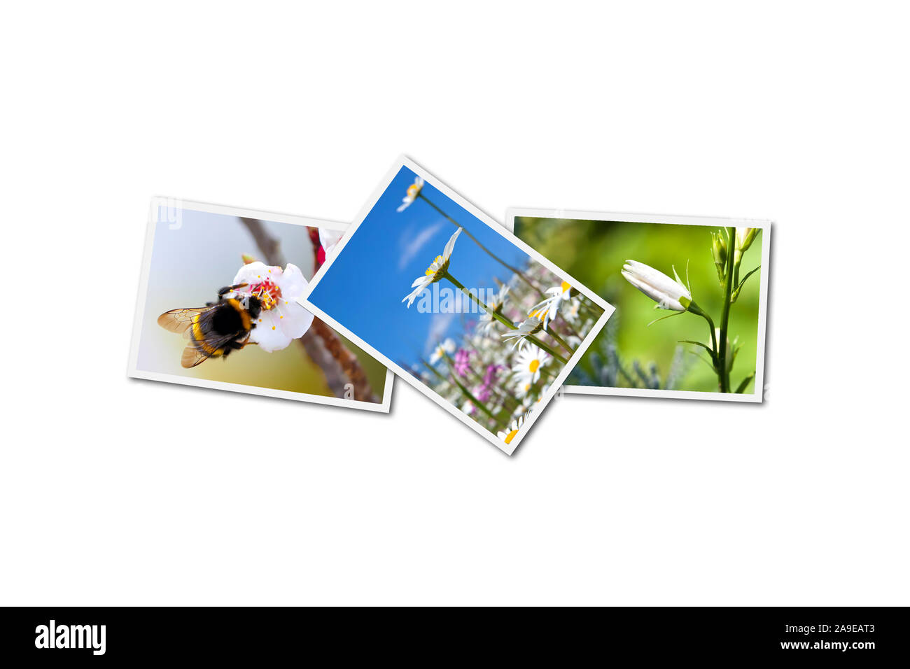 Un bel collage fotografico con immagini a molla Foto Stock