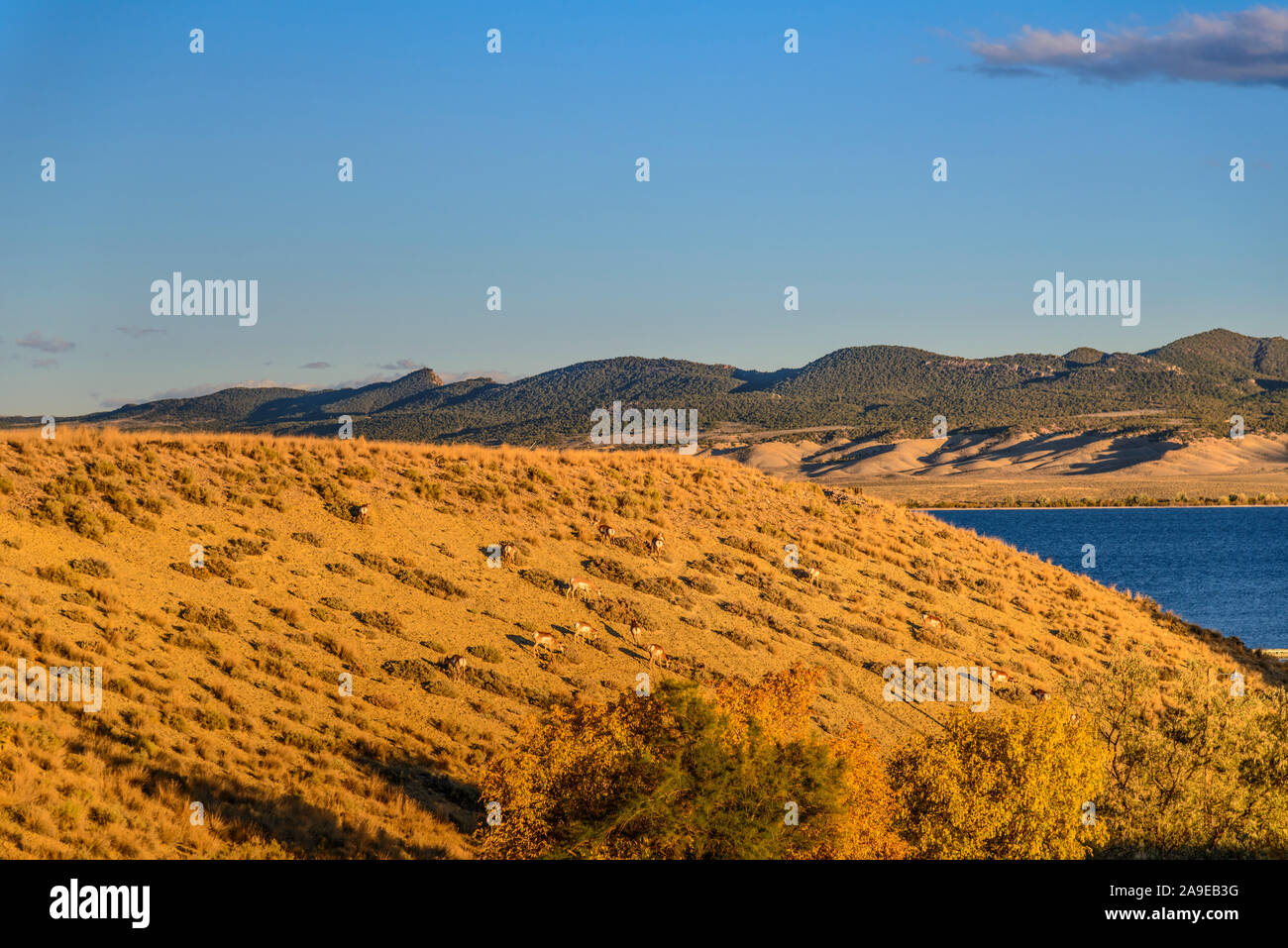 Gli Stati Uniti, Utah, Dagett county, Manila, Flaming Gorge serbatoio, Lucerna Valley, Pronghorn si concentra Foto Stock