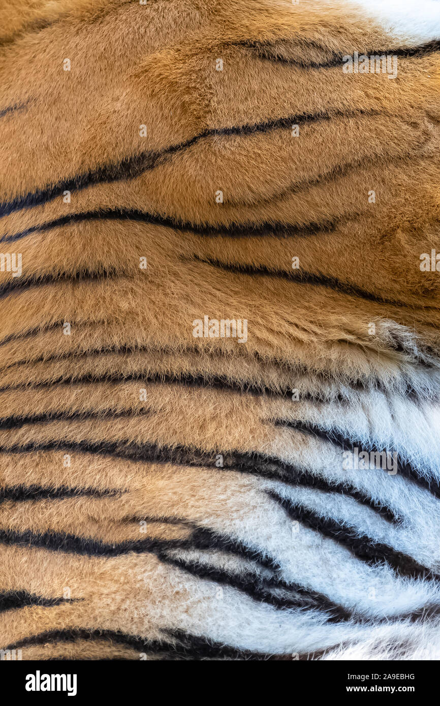 Tiger, la texture della pelle, primo piano Foto Stock