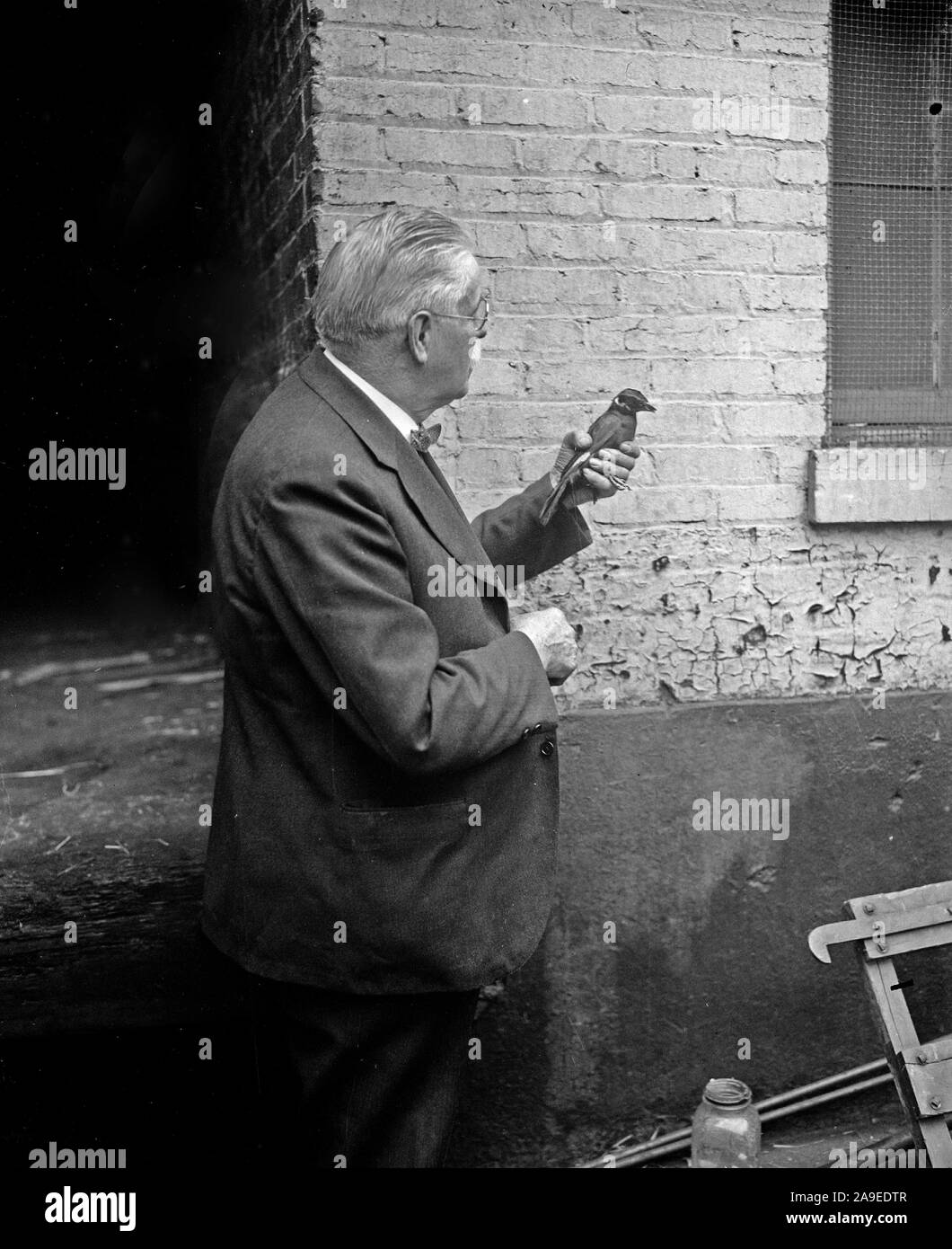 Durante la conversazione, fischi, o effettuare chiamate bugle ha improvvisamente stupisce il suo pubblico chiedendo "Come circa gli stanziamenti, come circa gli stanziamenti?" Egli probabilmente hanno partecipato a una sessione del Senato di sentire questo. L'insolito uccello è mostrato con la proprietaria del Washington bird negozio che è il suo attuale proprietario. Foto Stock
