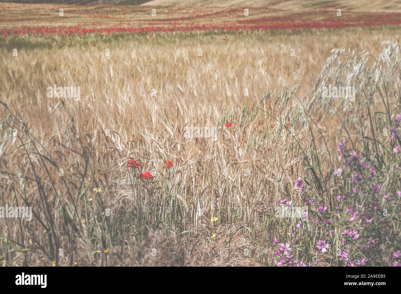 Un campo di grano con semi di papavero e altre erbe, Foto Stock
