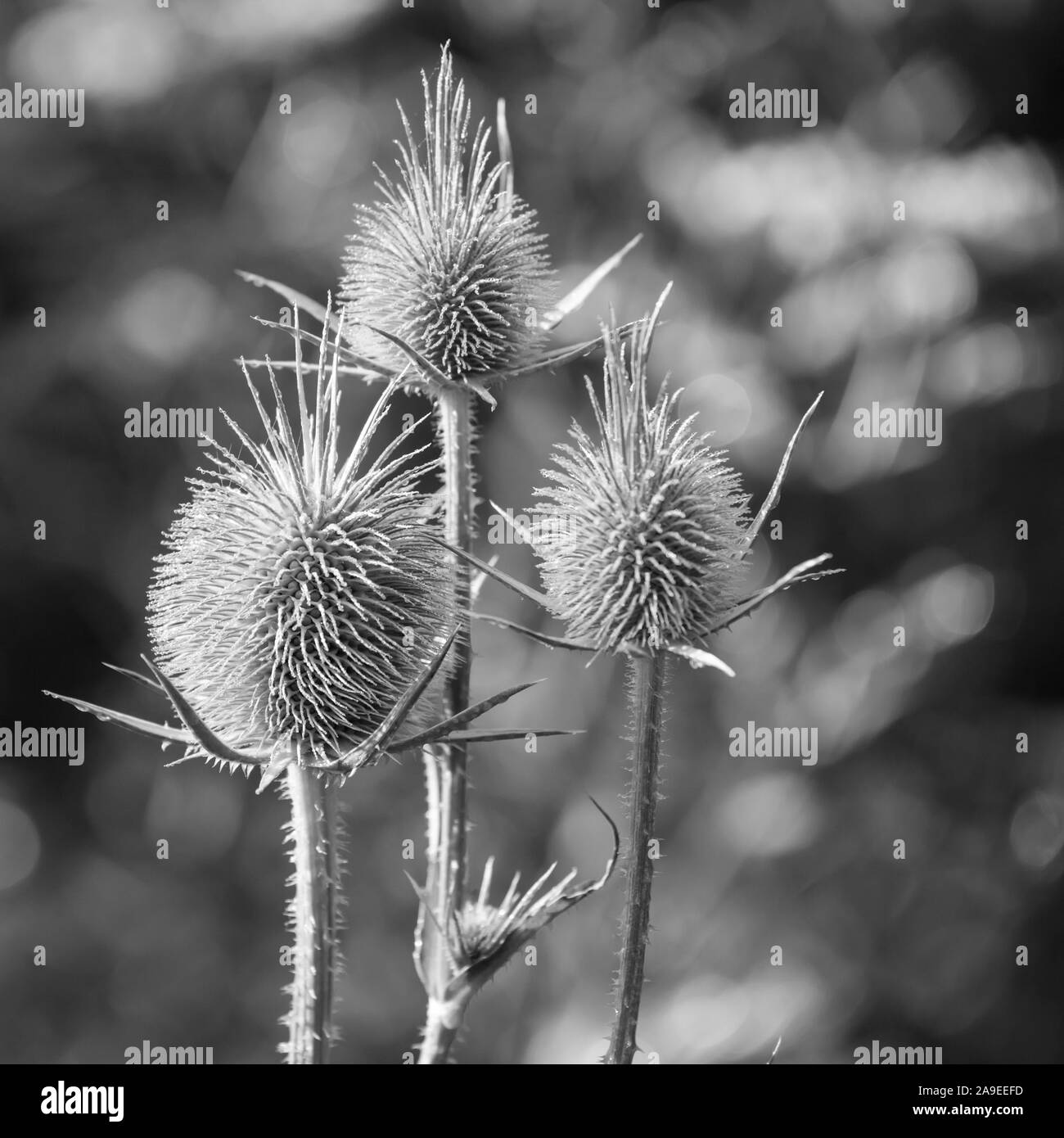 Seedheads di gualchiere teasel, foto in bianco e nero con il fuoco selettivo. Fiori secchi di Dipsacus fullonum Dipsacus sylvestris, è una specie di fiori Foto Stock