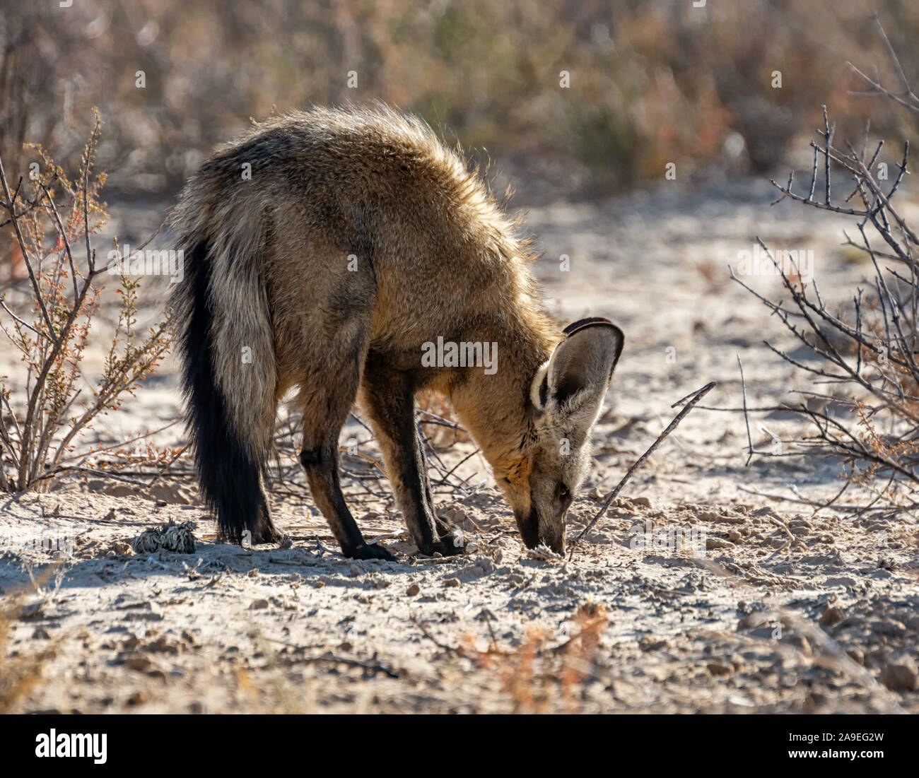 Un Bat-eared Fox rovistando nel sud della savana africana Foto Stock