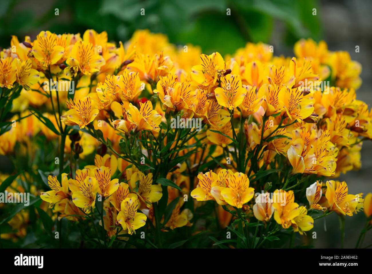 Alstroemeria Yellow King,Alstroemerias,fiori gialli,fiore,fioritura,giardino,giardino,fiori recisi,RM Floral Foto Stock