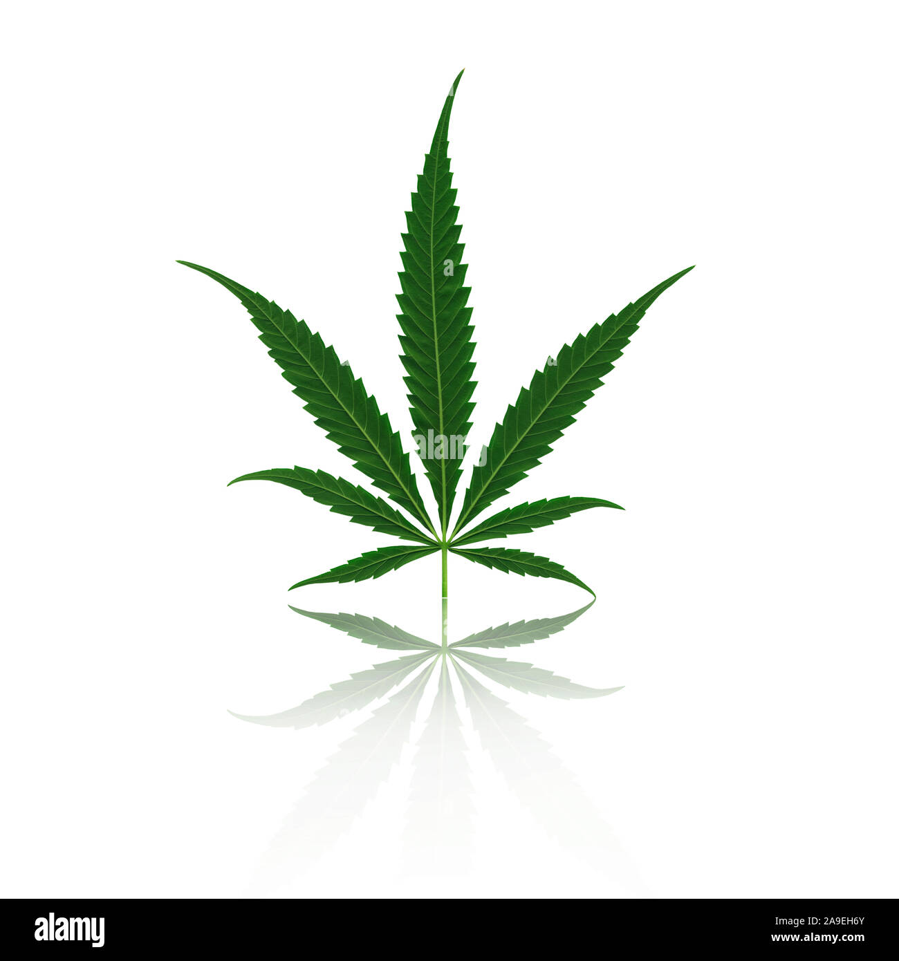 foglia di marijuana Foto Stock