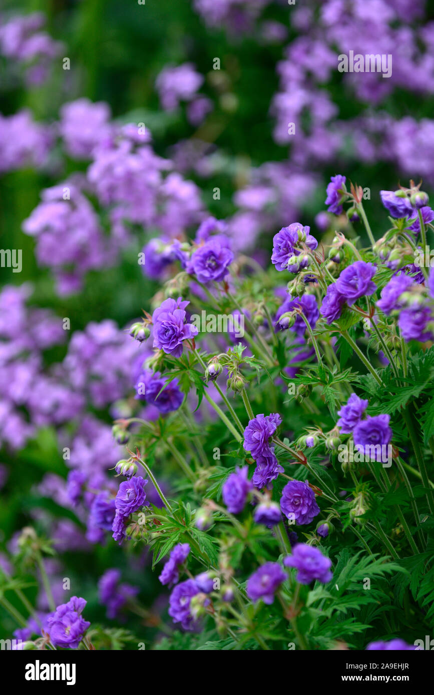 Geranium pratense Plenum Violaceum,double blu violetto fiori,fiore,fioritura,perenne,piante perenni,RM Floral Foto Stock