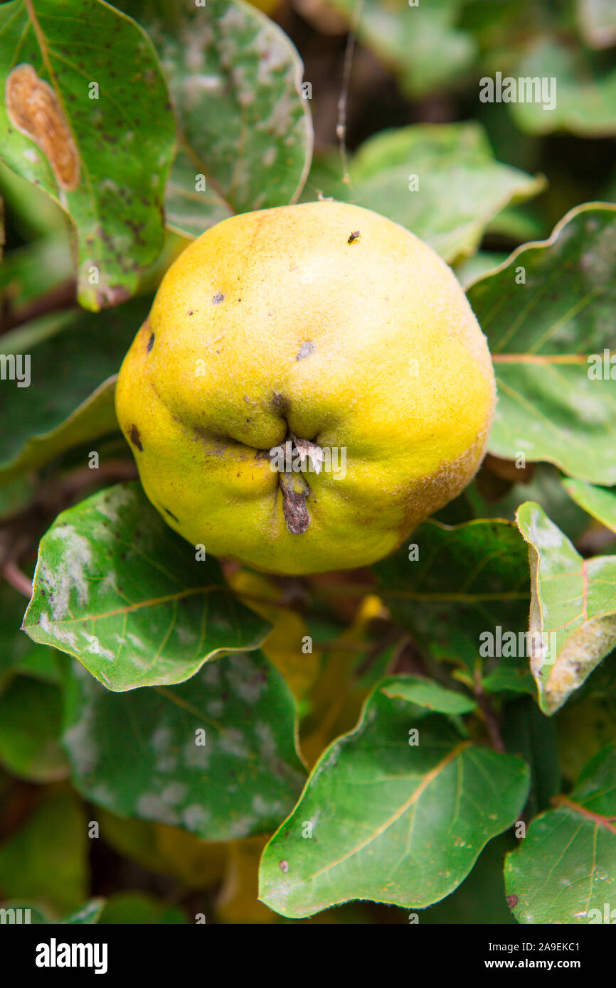 Mela cotogna sulla struttura ad albero Foto Stock