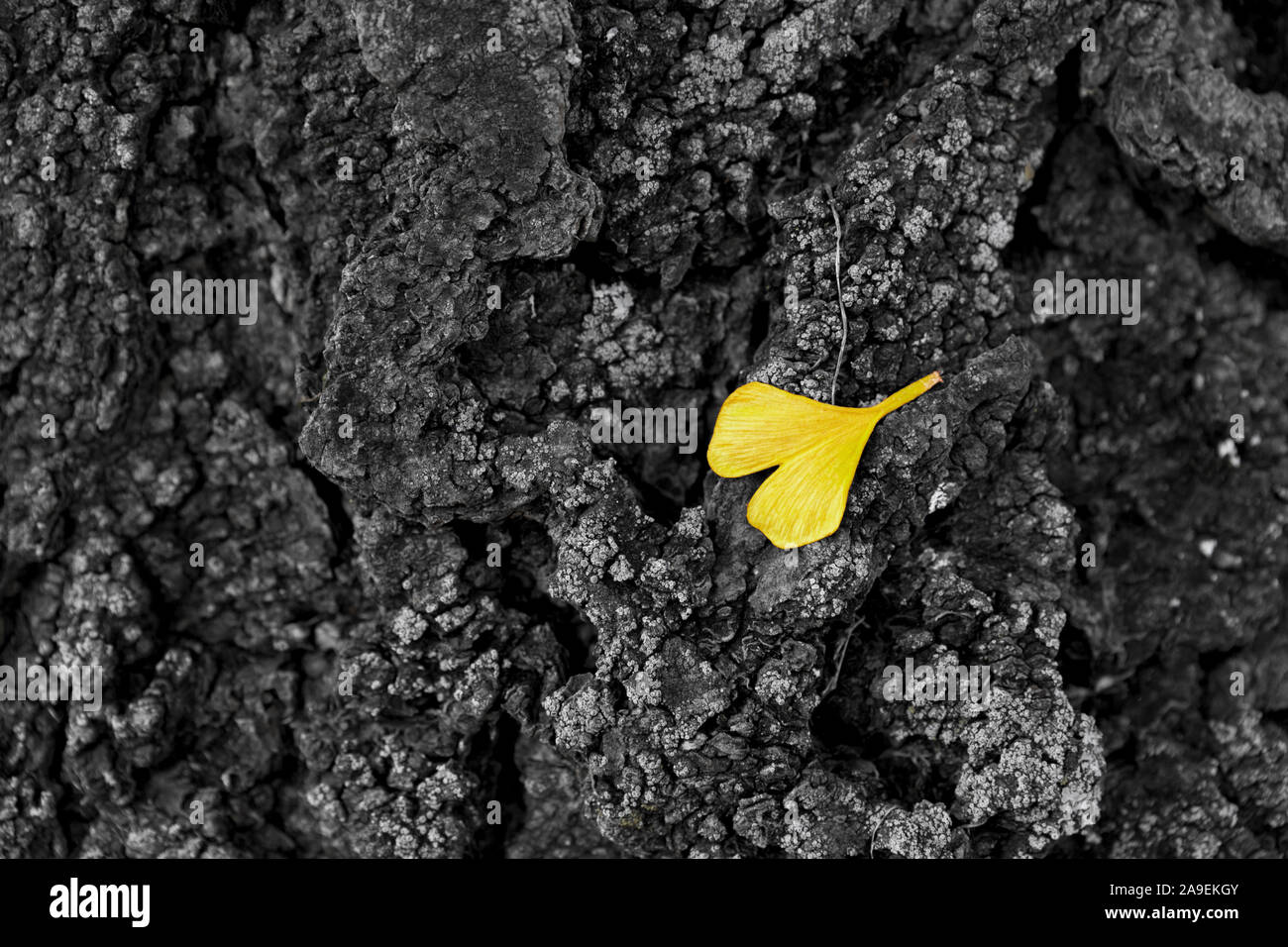 Foglie di Ginkgo sul tronco di albero Foto Stock