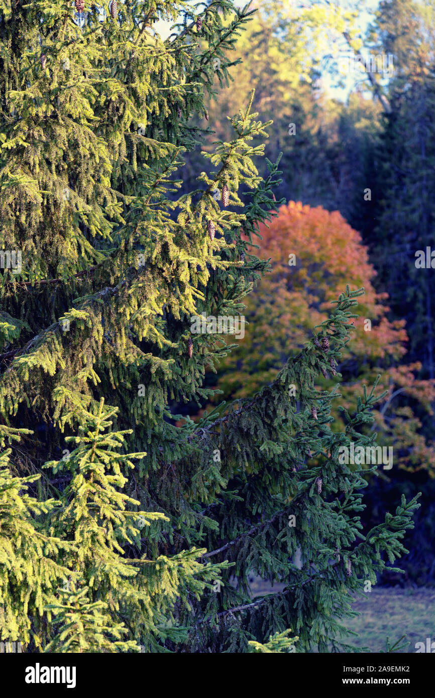 Abete verde con i coni nella foresta di autunno Foto Stock