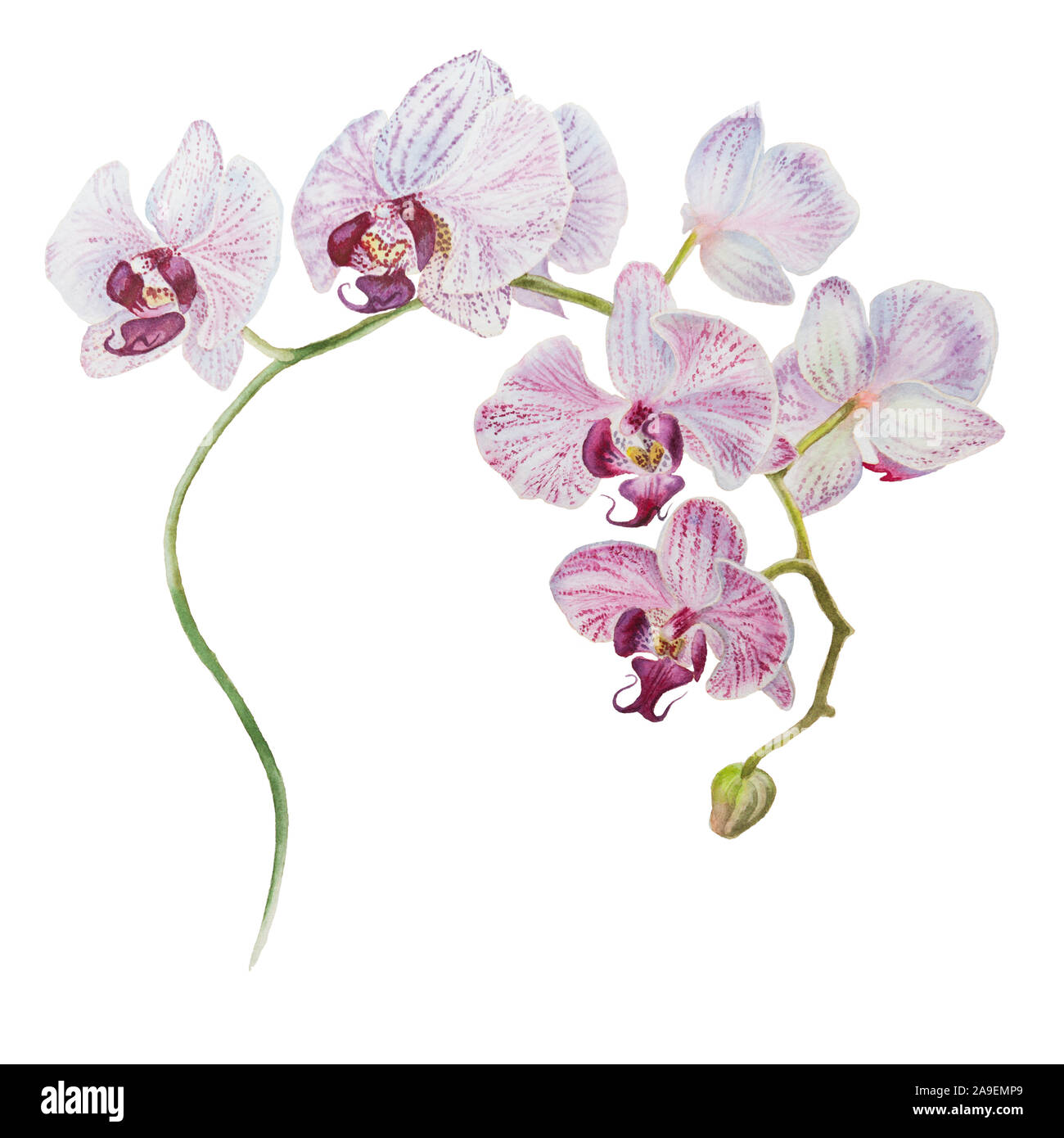 Isolati fioritura di orchidee ramo acquerello disegnata a mano illustrazione Foto Stock