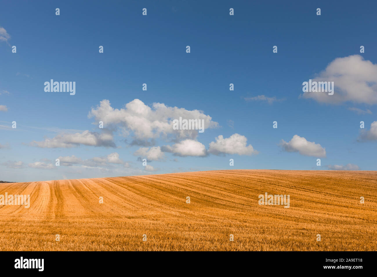 Golden campo di grano Foto Stock