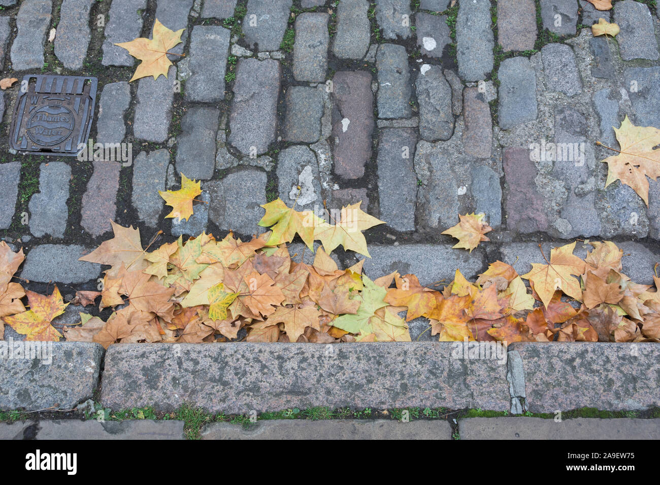 Strada di ciottoli e canaletta con autunno Sycamore (Aceraceae) foglie cadono Foto Stock