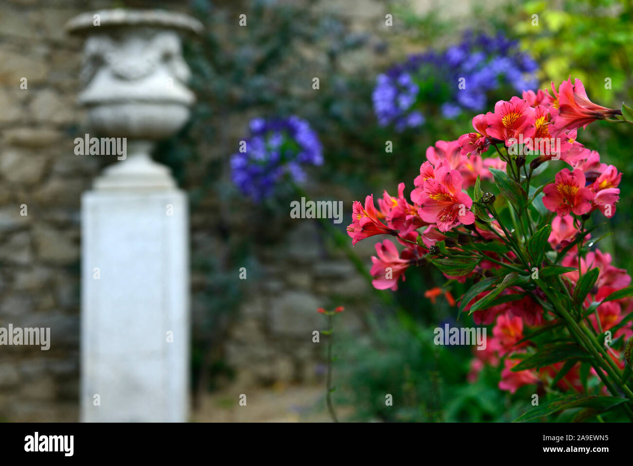 Alstroemeria,rosa,fiori,fioritura,combinazione,urna,urna classica,contenitore,Garden includono,RM Floral Foto Stock