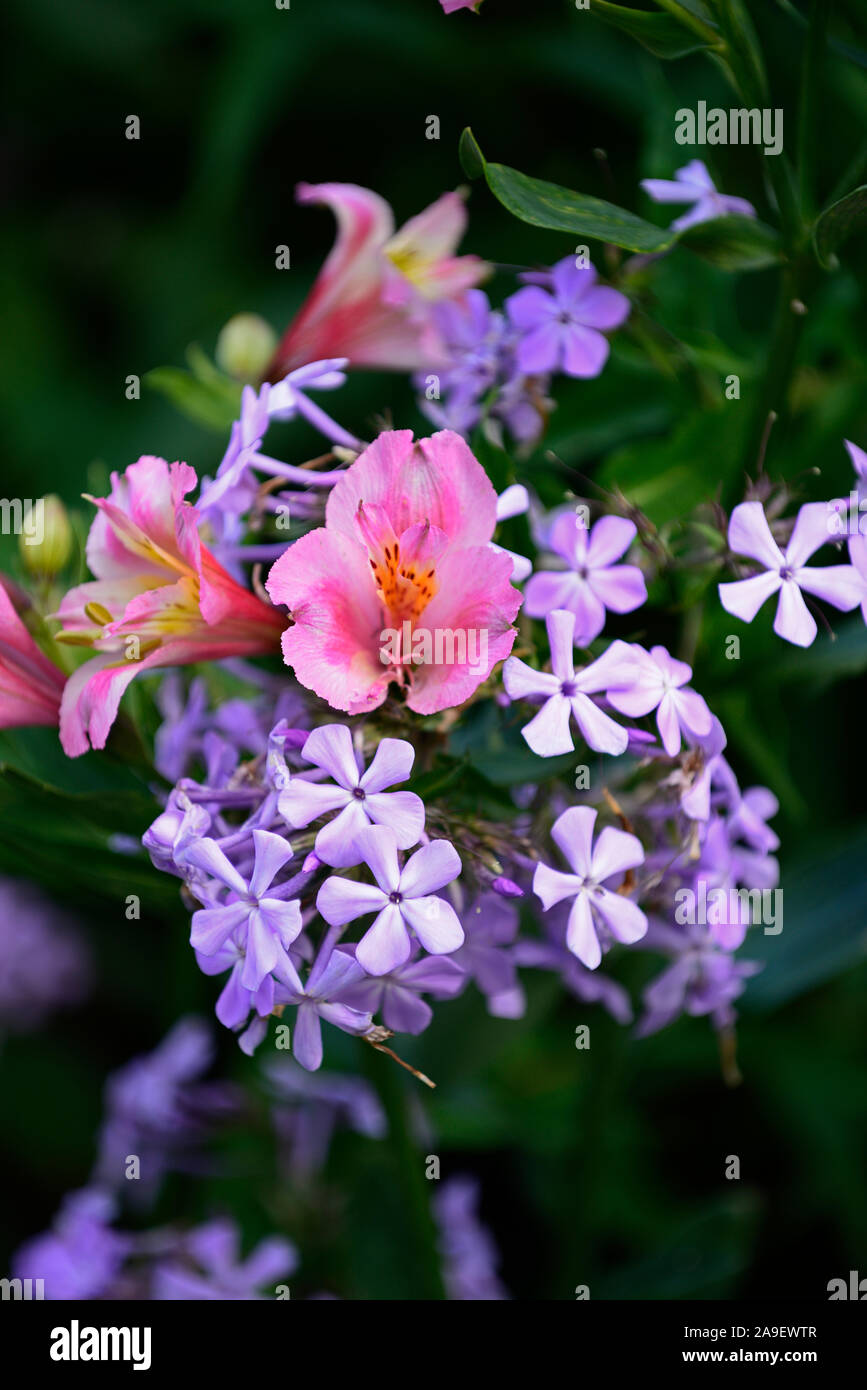 Alstroemeria, phlox,mix,piantando mescolato,lilla,rosa,fiori,fioritura,combinazione,RM Floral Foto Stock