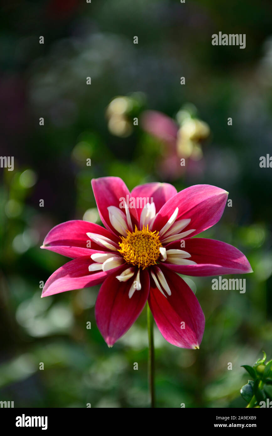 Dahlia curiosità,collerette dahlia,dalie,rosa fiore rosso,fiori,fioritura,RM Floral Foto Stock