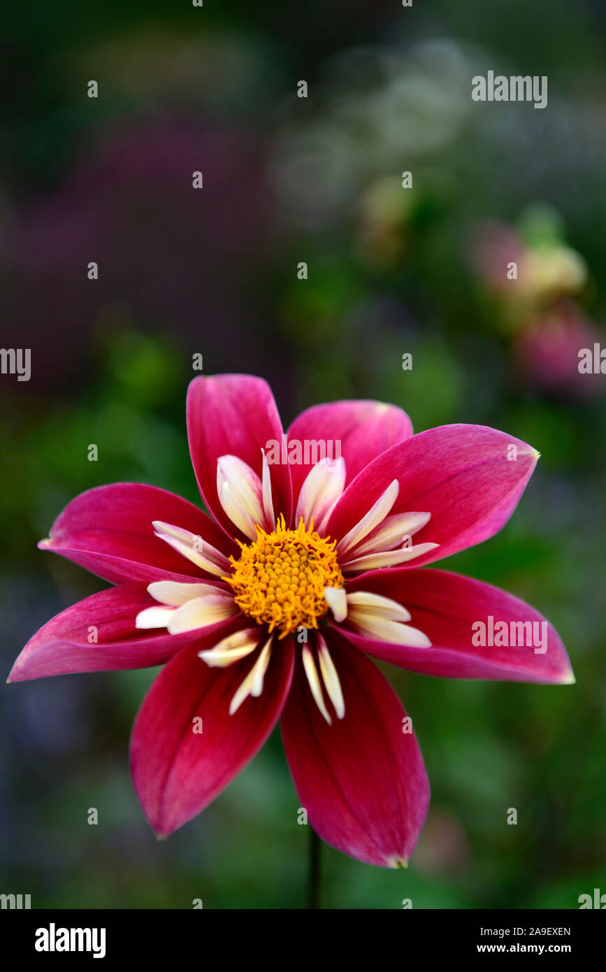Dahlia curiosità,collerette dahlia,dalie,rosa fiore rosso,fiori,fioritura,RM Floral Foto Stock