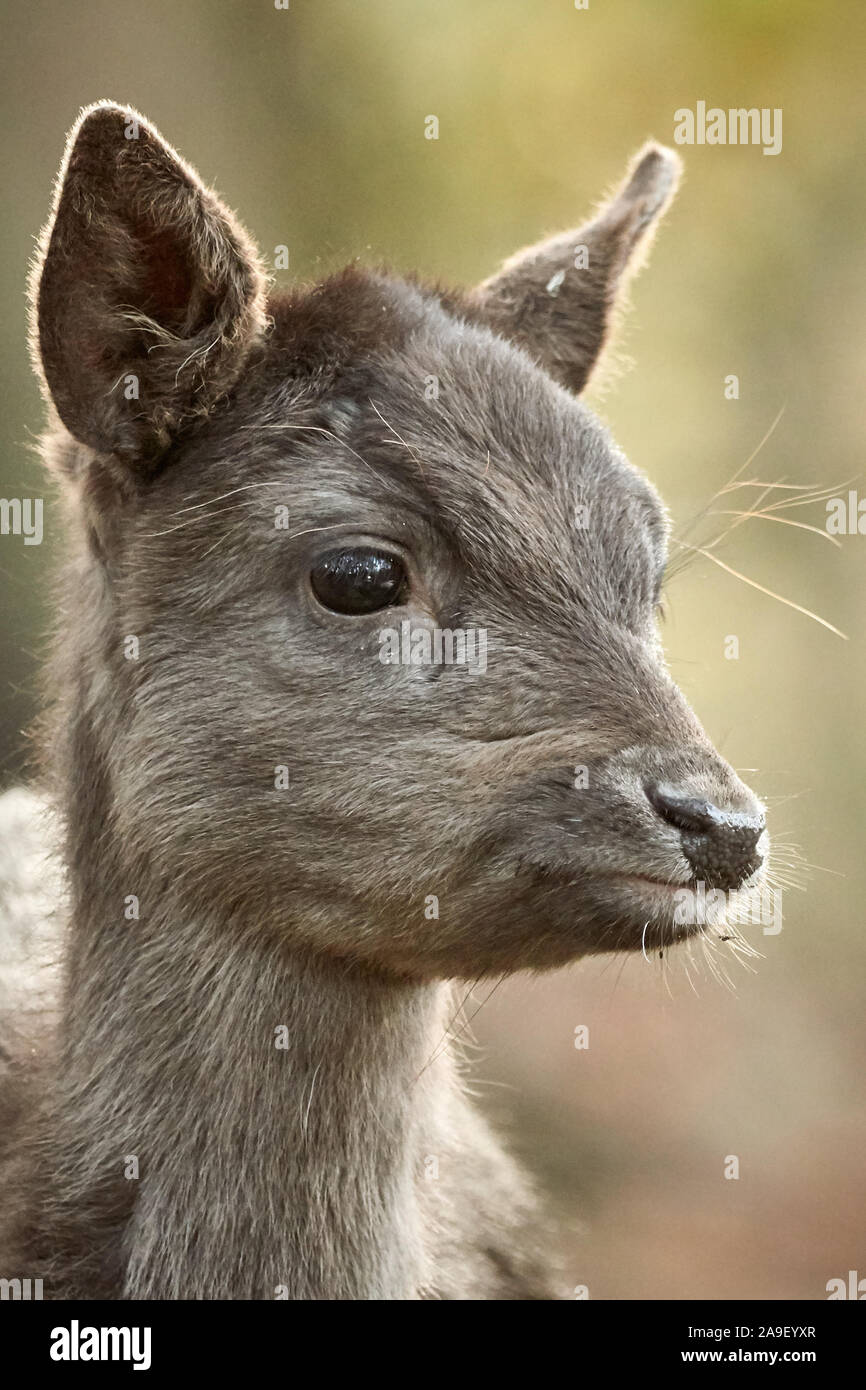 Close-up ritratto di una giovane cervo rosso vitello in natura Foto Stock