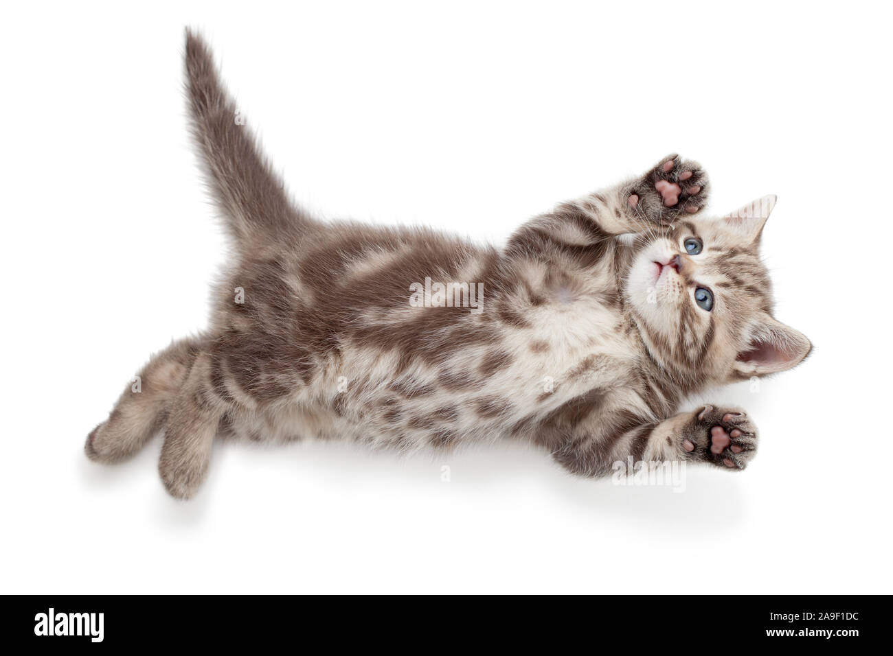 Funny kitten cat vista superiore giacente sul retro isolato su bianco Foto Stock