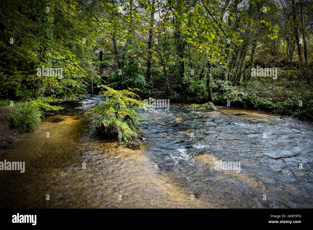 Il fiume Fowey fluente attraverso l'antico bosco di querce di legno Draynes in Cornovaglia. Foto Stock