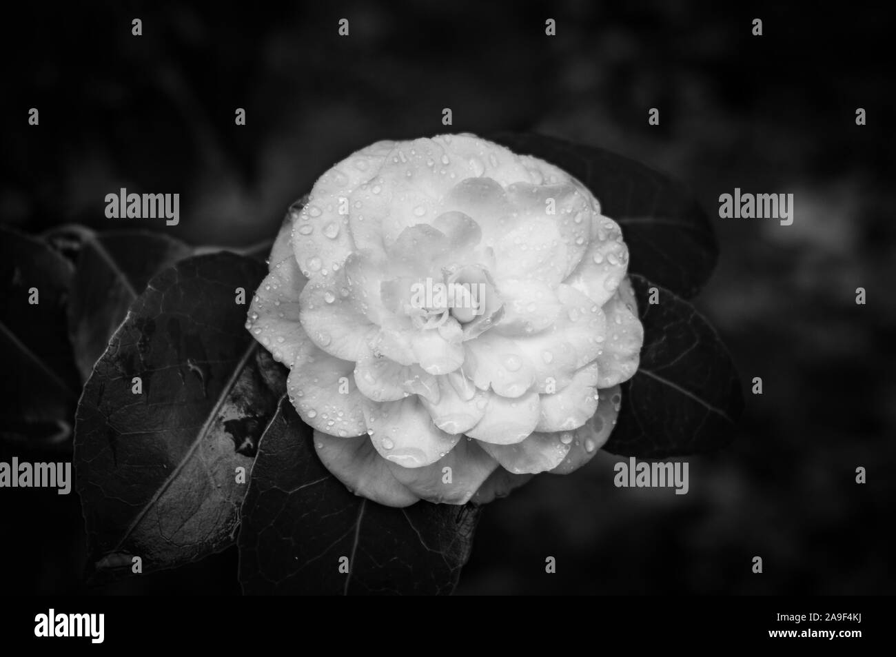 In bianco e nero di camellia fiore con gocce d'acqua, rugiada di mattina Foto Stock