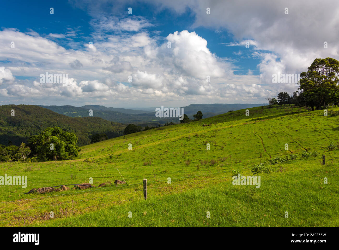 Agricoltura paesaggio di verde pascolo con la foresta pluviale tropicale sullo sfondo Foto Stock
