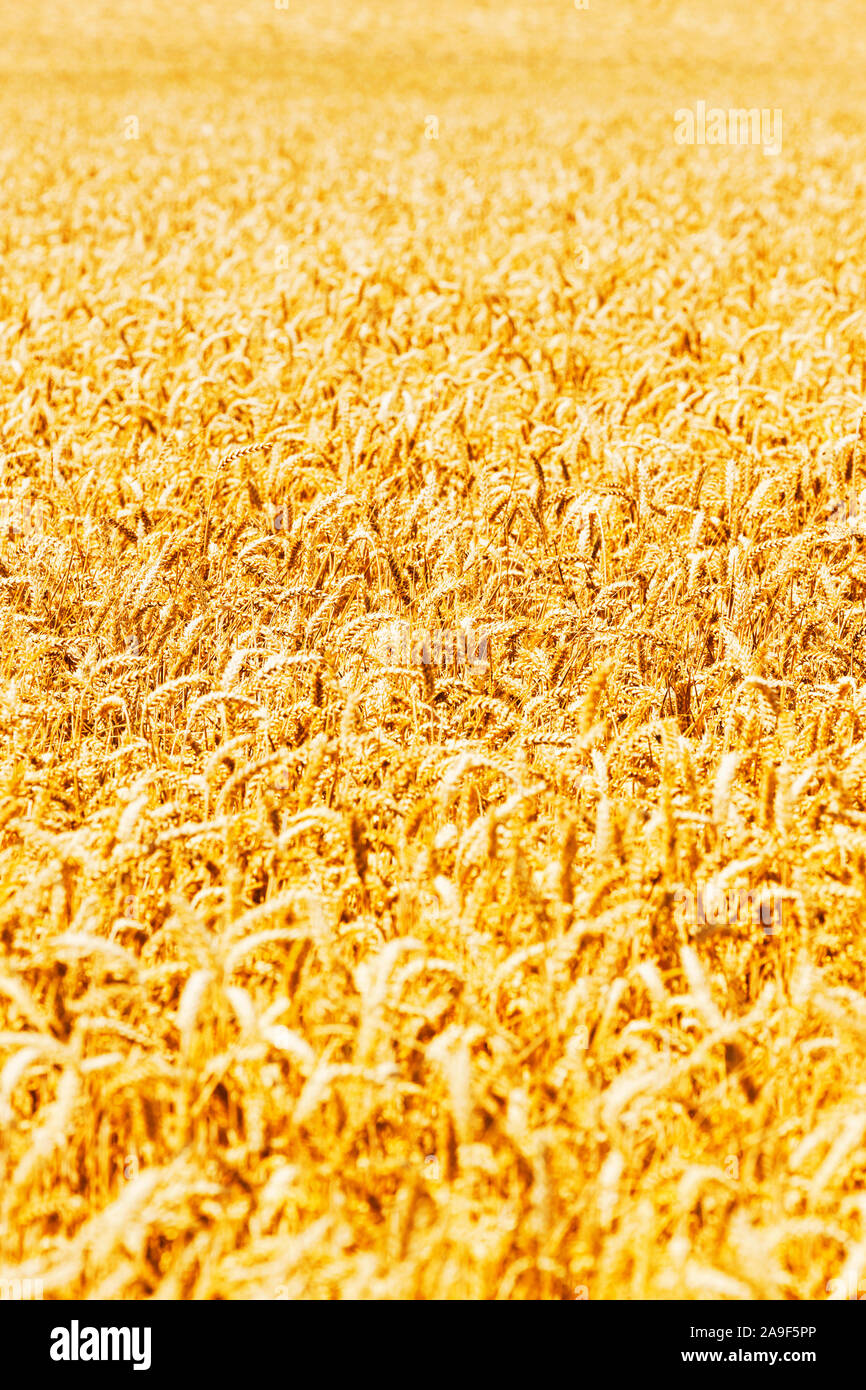 campo di mais Foto Stock