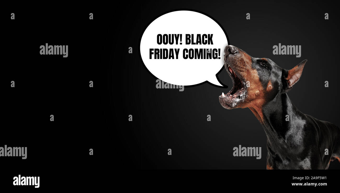 Ritratto di cane di razza pura con discorso bolla su sfondo nero. Copyspace per la vostra pubblicità. Venerdì nero, cyber lunedì, vendite, denaro e contanti acquisti online e pagamenti. Loud chiamando. Foto Stock