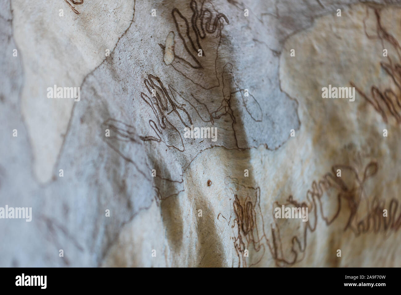 Corteccia di eucalipto texture con percorsi di insetti. Tronco di albero vicino. Natura astratta sfondo Foto Stock