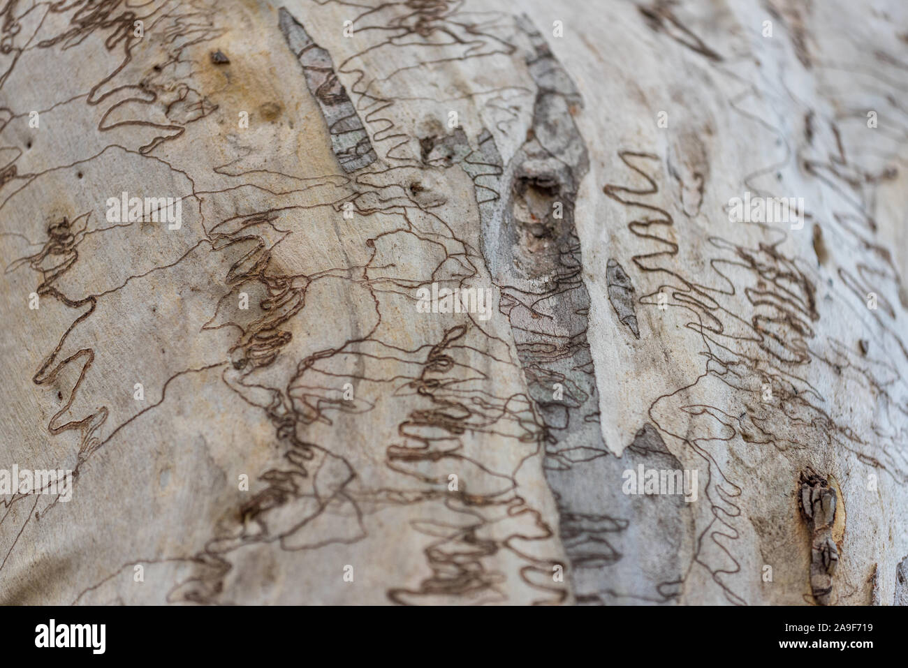 Corteccia di eucalipto texture con percorsi di insetti. Tronco di albero vicino. Natura astratta sfondo Foto Stock
