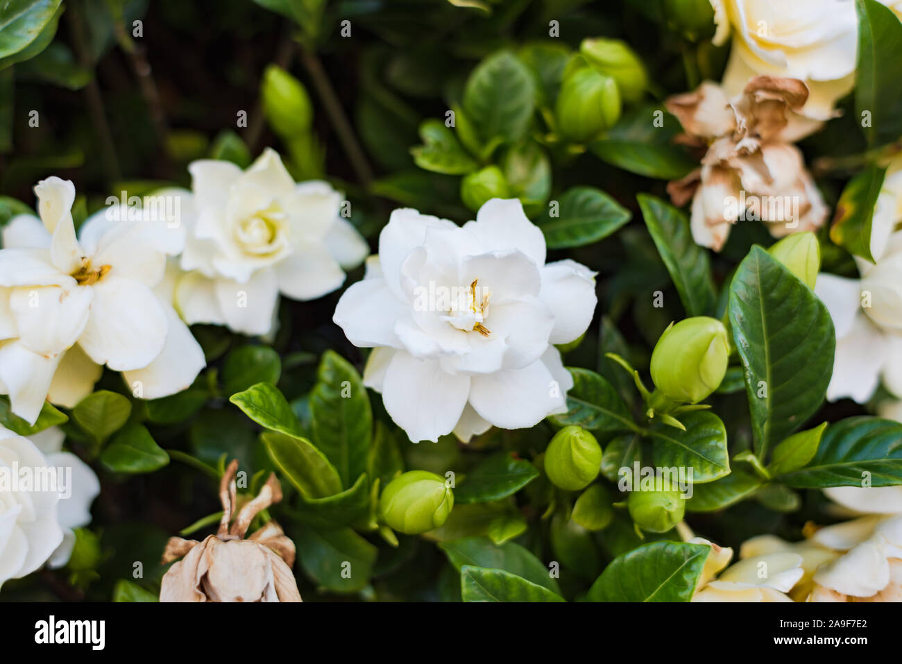 Fiore astratto di sfondo bianco fiori gardenia Foto Stock