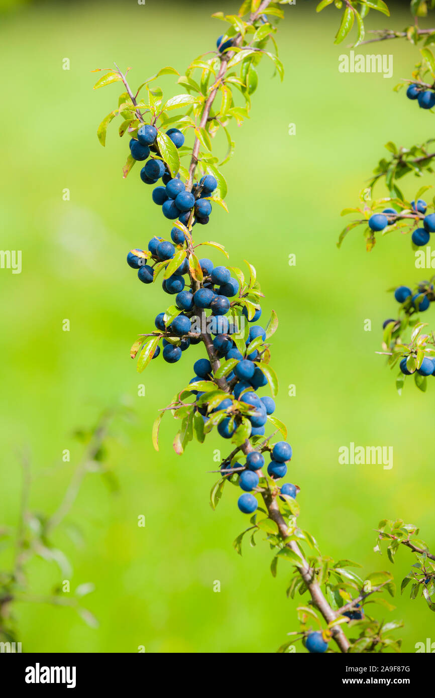 Bacche di colore blu di prugnolo Foto Stock