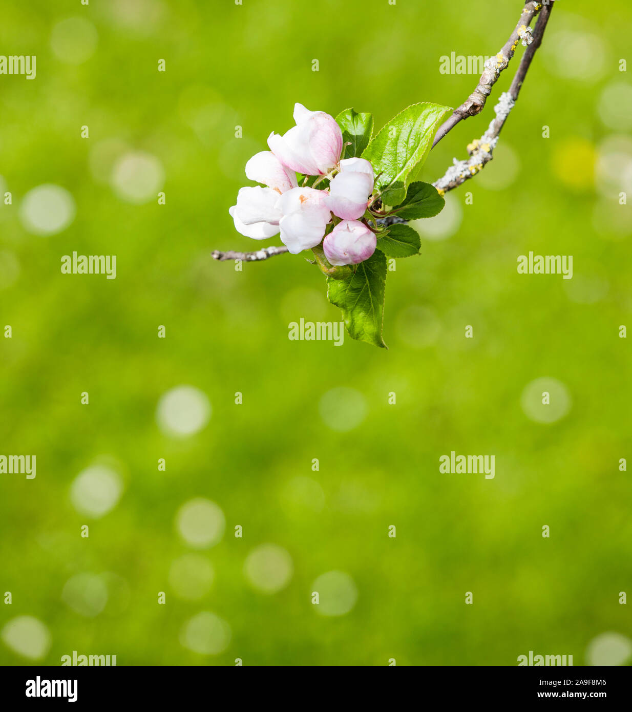 fiore di melo Foto Stock