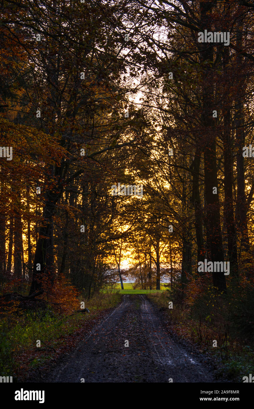 Il percorso al di fuori della foresta di autunno nella luce del tramonto. alberi di alto fusto in piedi accanto al sentiero nel bosco di caduta Foto Stock