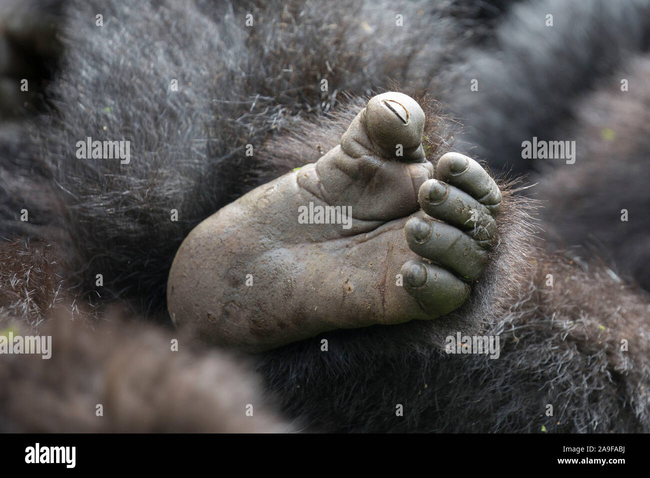 Gorilla di Montagna, piede dettaglio, gorilla beringei beringei, Pablo team, Ruanda, Africa Foto Stock