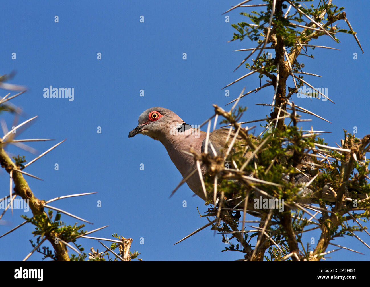 Un occhio pallido e un occhio rosa anello del lutto africana Colomba rende facile identificazione da altro anello a collo di colombe. La loro chiamata è anche caratteristico Foto Stock