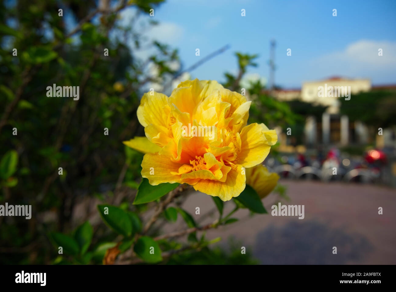 Fiore lighterning Foto Stock