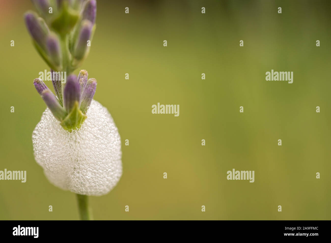 Il cuculo saliva di una schiuma cicala sotto il fiore di lavanda Foto Stock