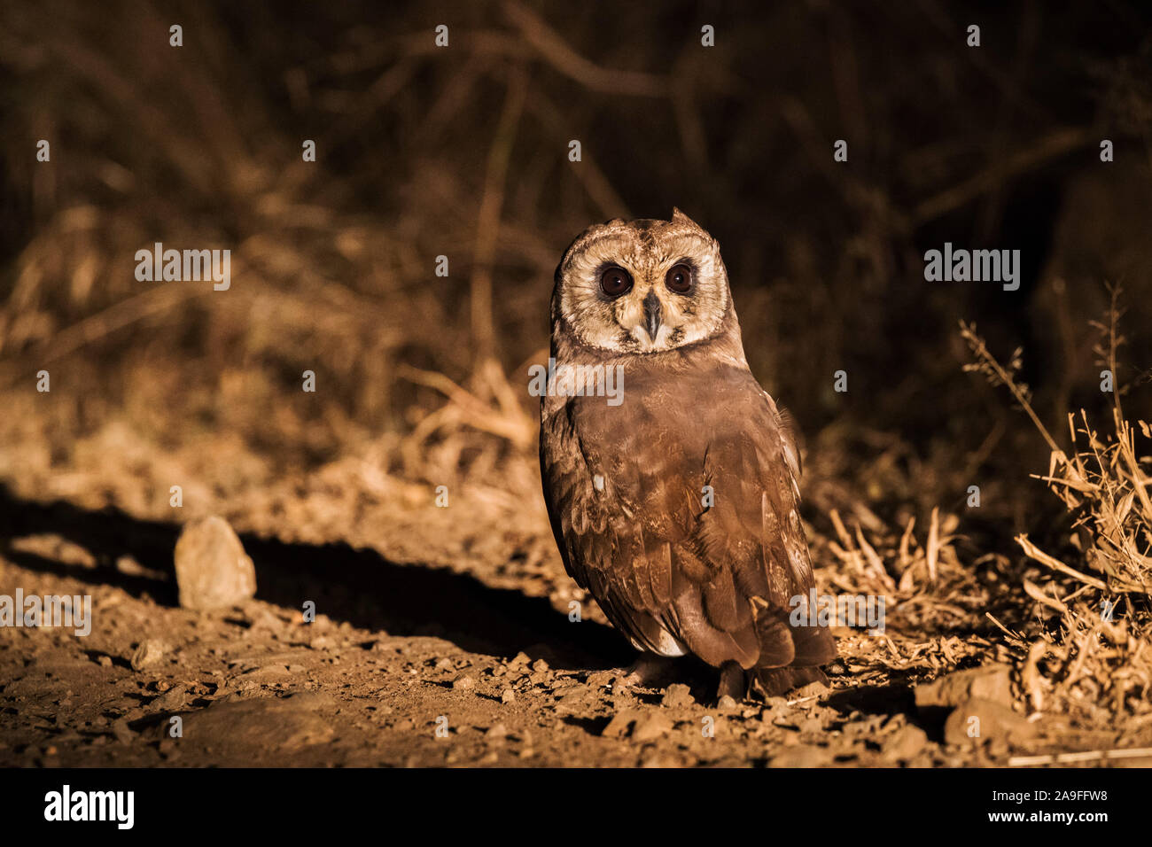 Legno africano allocco (Strix woodfordii), Zimanga Game Reserve, Sud Africa, Foto Stock
