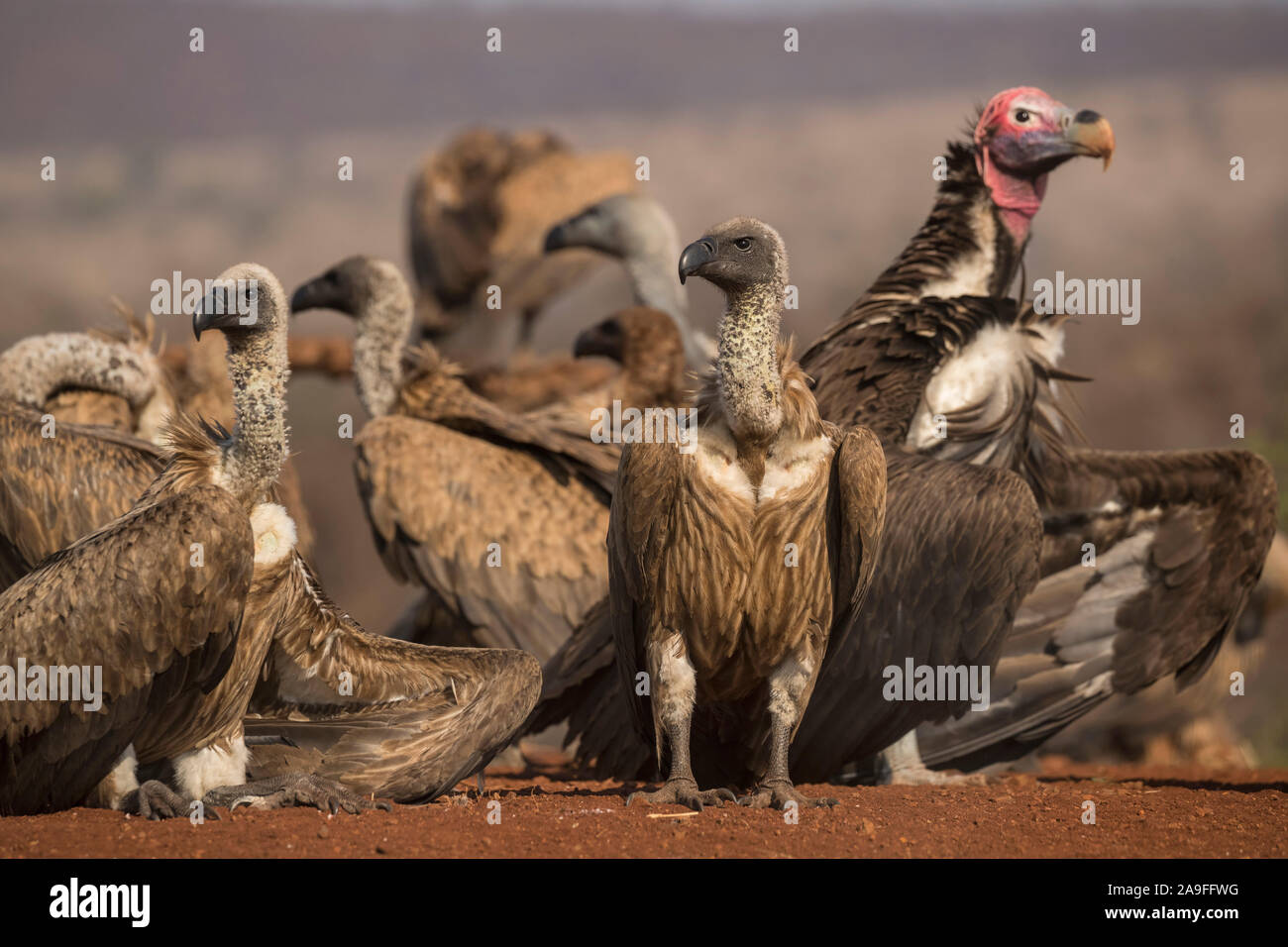 Lappetfaced vulture (Torgos tracheliotos) e avvoltoi whitebacked (Gyps africanus), Zimanga riserva privata, KwaZulu-Natal, in Sudafrica, Foto Stock