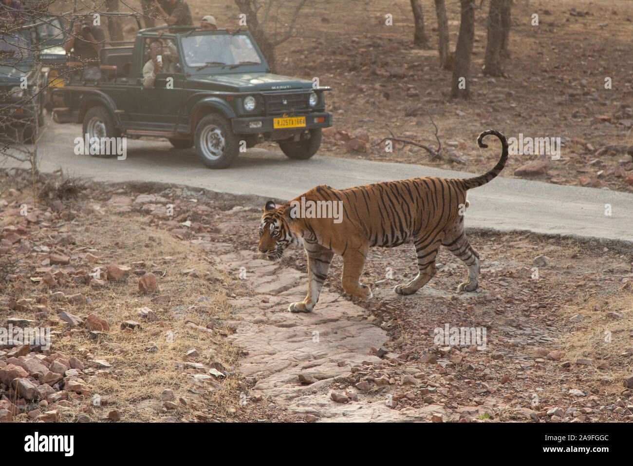 I turisti su safari fotografia una tigre selvaggia nel Parco nazionale di Ranthambore, India Foto Stock
