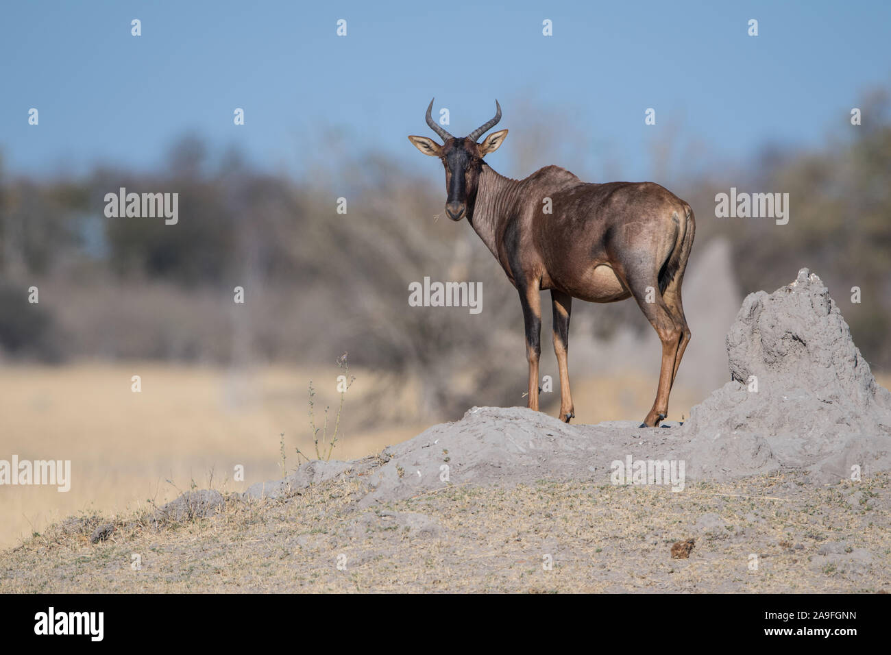 Hartebeest permanente sulla termite mound in piena luce solare con il cielo azzurro in NP MOREMI Khwai (), Botswana Foto Stock