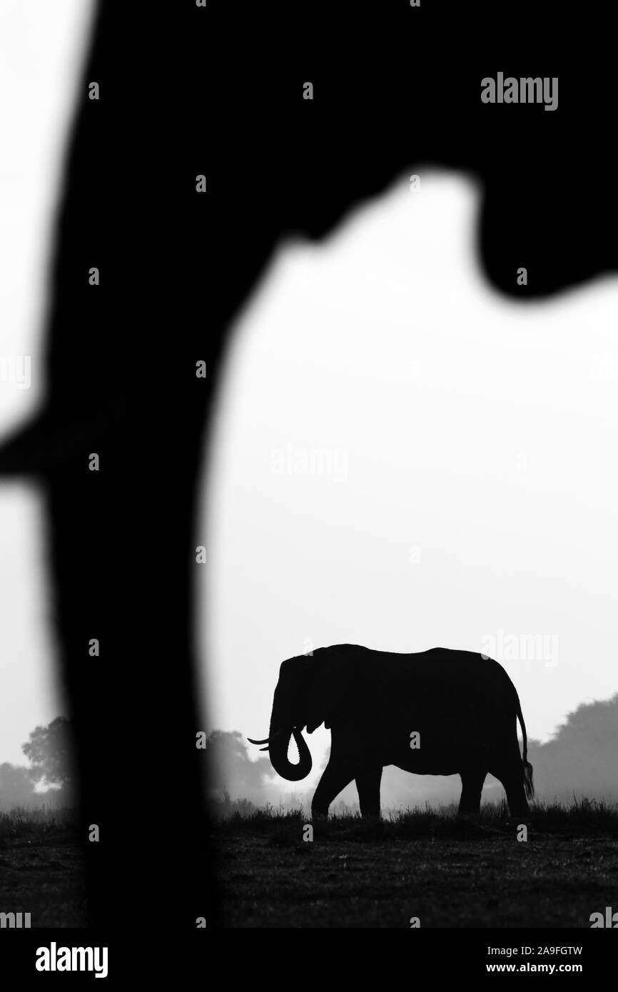 L'elefante africano (Loxodonta africana), Chobe National Park, Botswana, Foto Stock