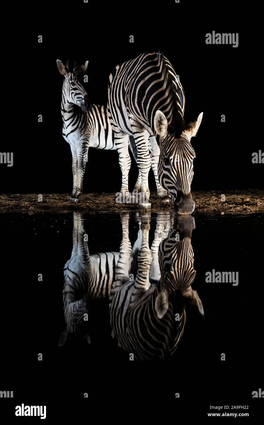 Le pianure zebra (Equus quagga) bere di notte, Zimanga riserva privata, KwaZulu-Natal, Sud Africa Foto Stock