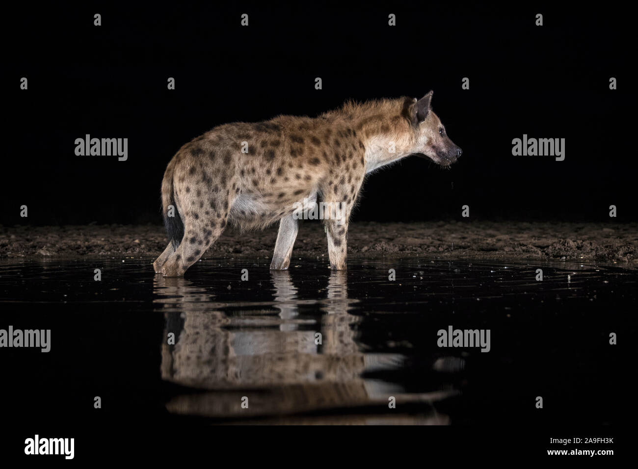 Spotted hyena (Crocuta crocuta) in acqua nella notte, Zimanga riserva privata, KwaZulu-Natal, Sud Africa Foto Stock