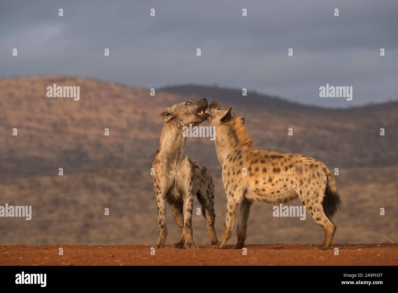 Spotted hyena (Crocuta crocuta),, Zimanga riserva privata, KwaZulu-Natal, Sud Africa Foto Stock