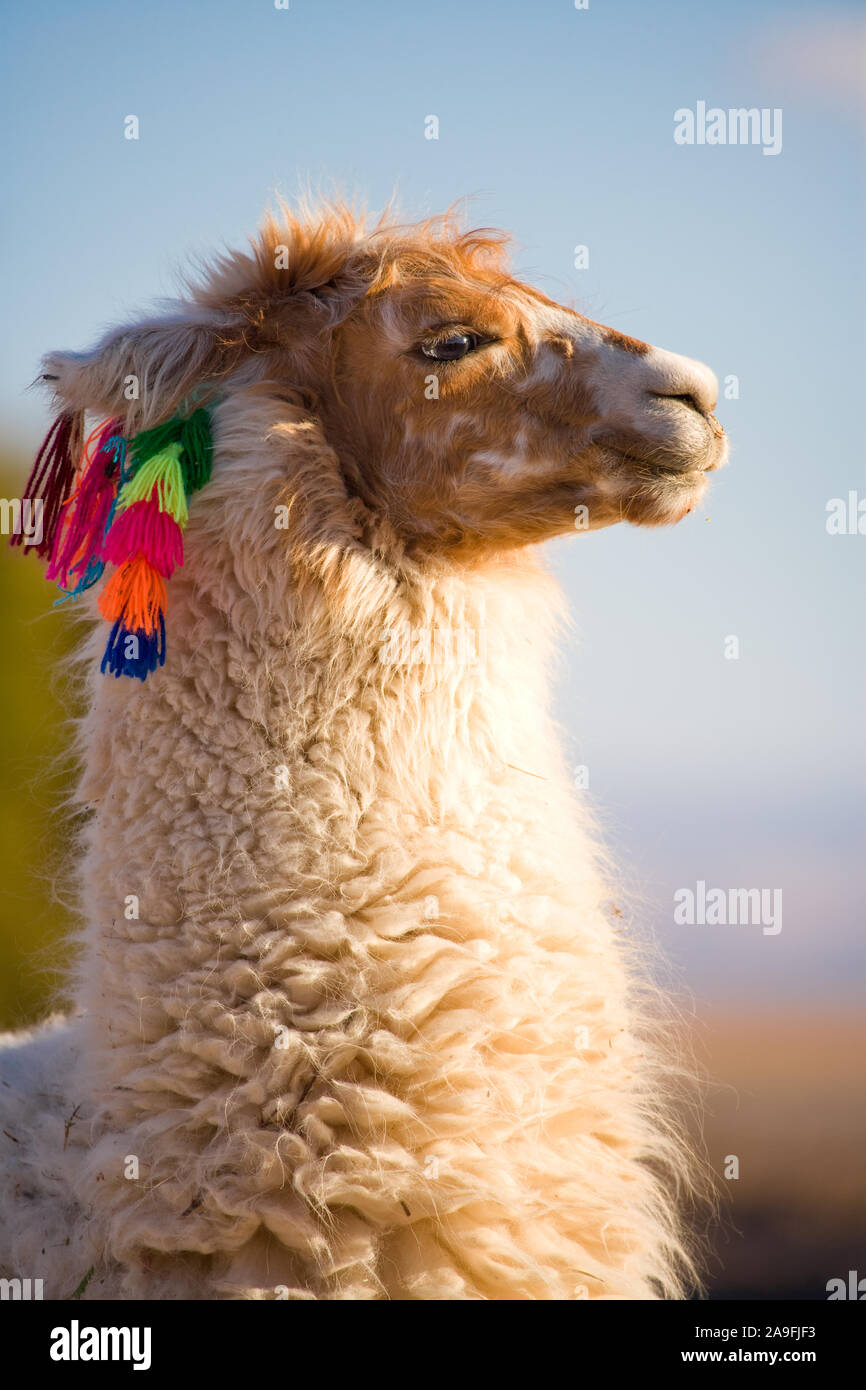 Alpaca in un oasi nel deserto di Atacama, Tambillo, los Flamencos riserva nazionale, il deserto di Atacama, Cile, Sud America Foto Stock