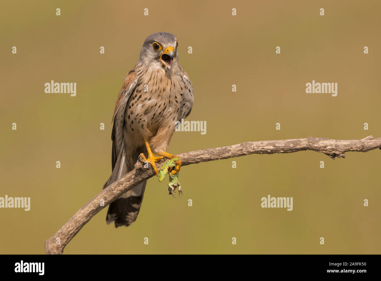 Gheppio Foto Stock
