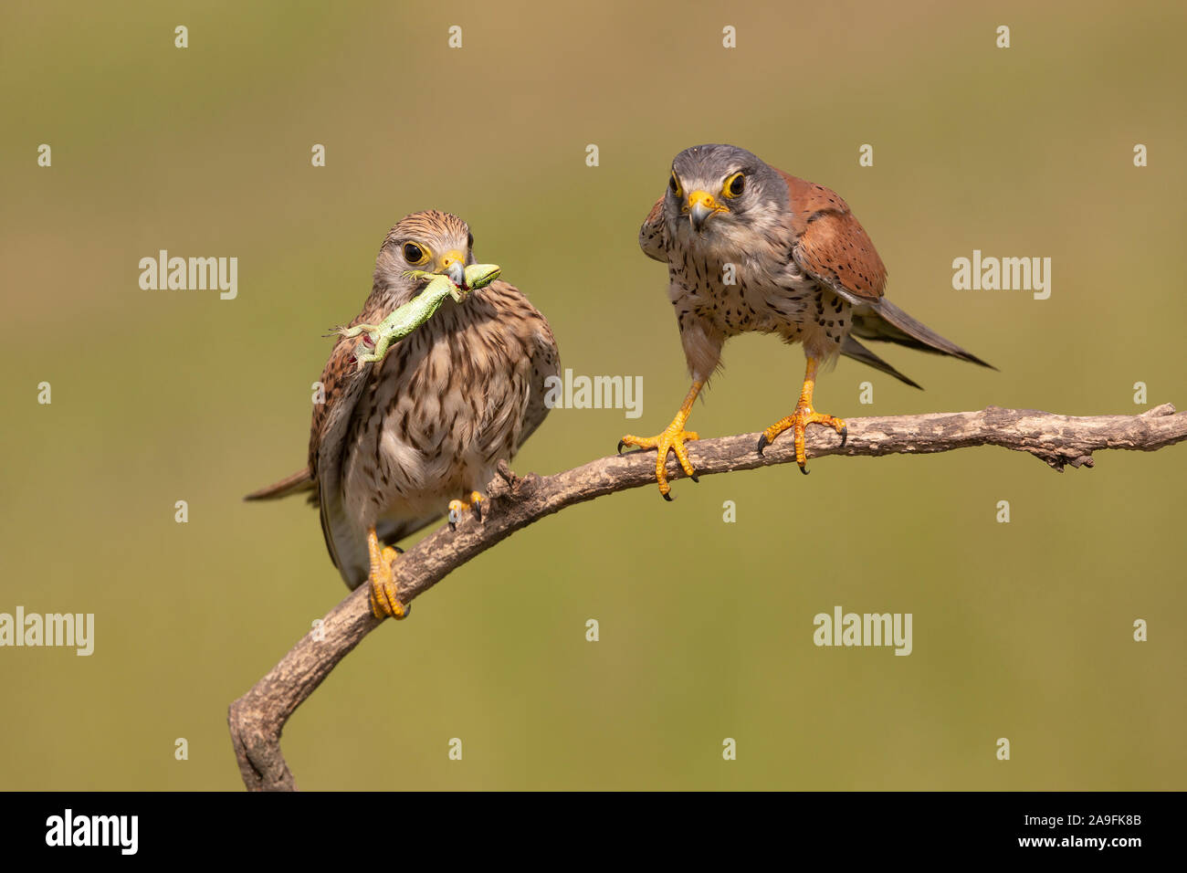 Gheppio Foto Stock