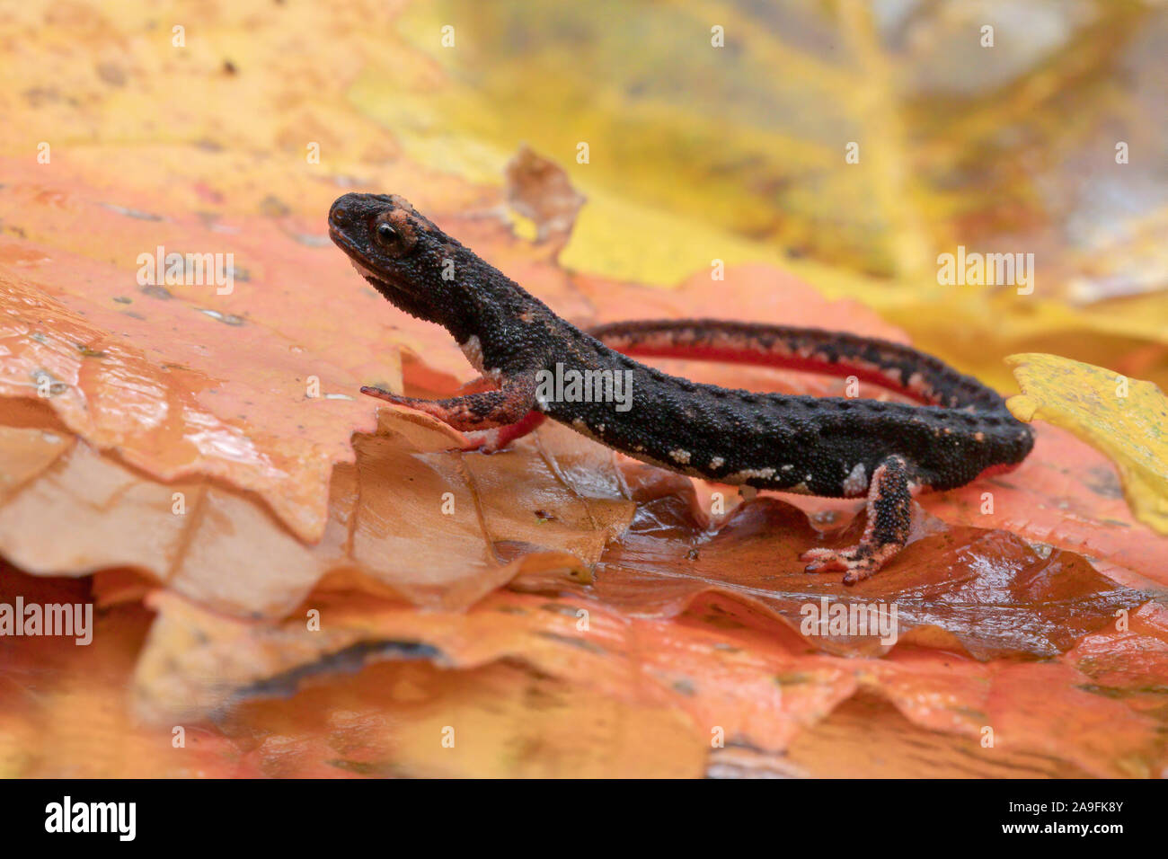 Spectacled salamander Foto Stock