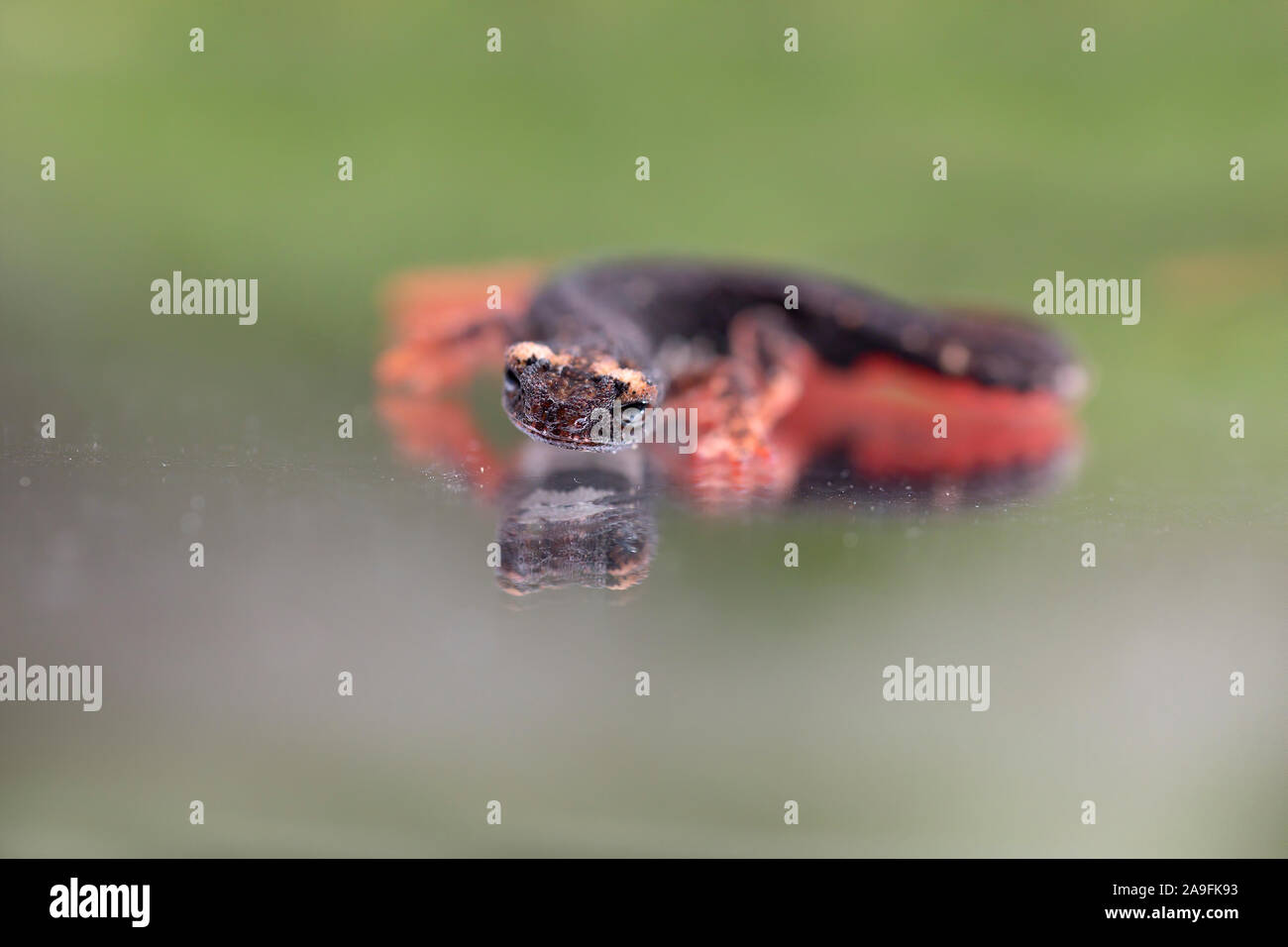 Spectacled salamander Foto Stock